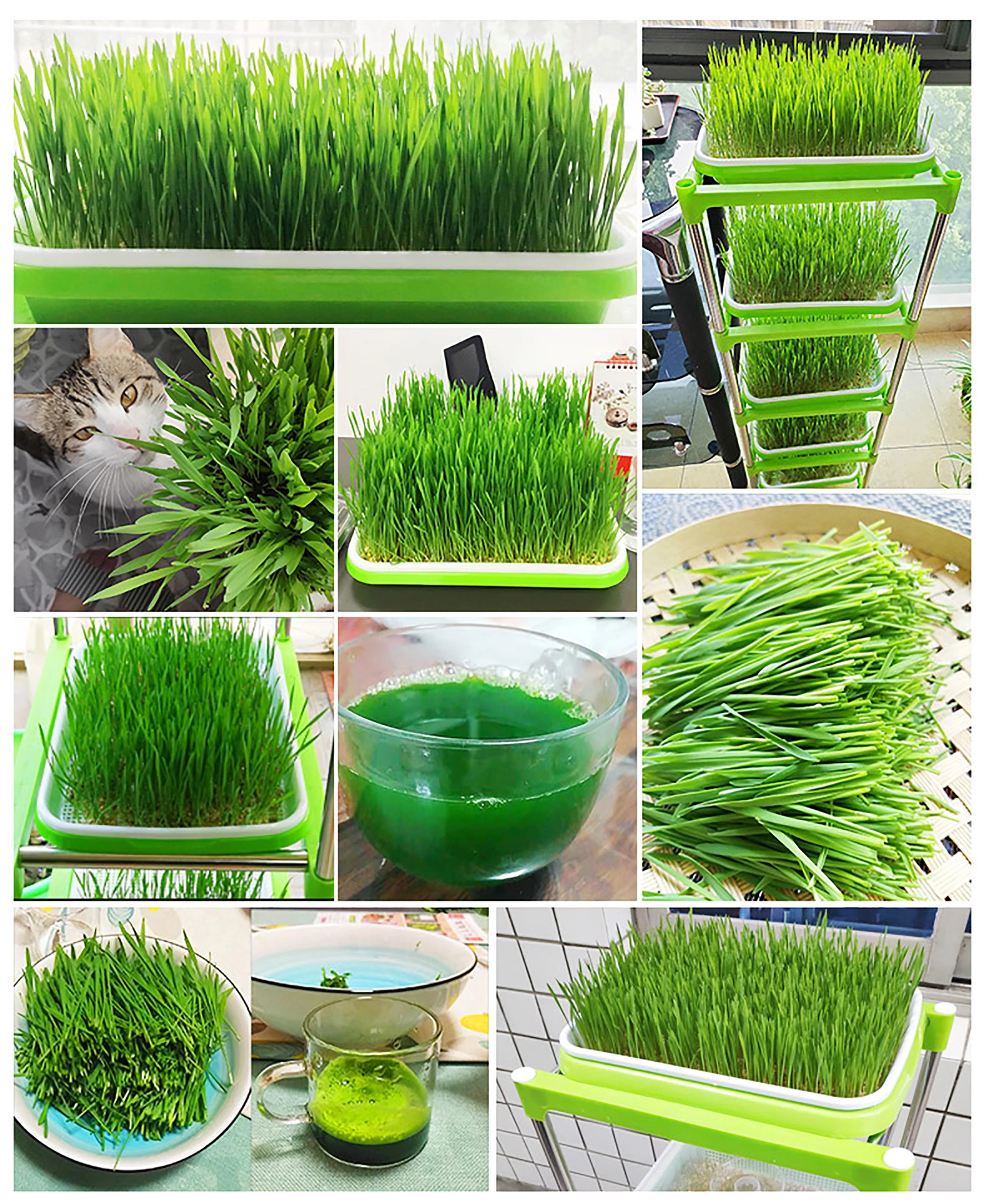 1 Set Sprout Dish Growing Pot Hydroponic Seedling Vegetable Beans Seeding Pot Household Plants Germination Tray Nursery With Lid