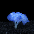 Artificial Glowing Anemone Luminous Plant Fish Tank Aquarium Decoration Underwater Landscape Ornament Aquascaping Accessories
