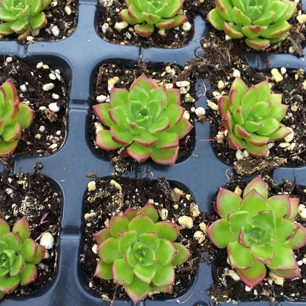 10 Pcs Seedling Tray Germination Starter Tray Nursery Planter Garden Trays Vegetable Herb Sapling Sowing Compost Hydroponic