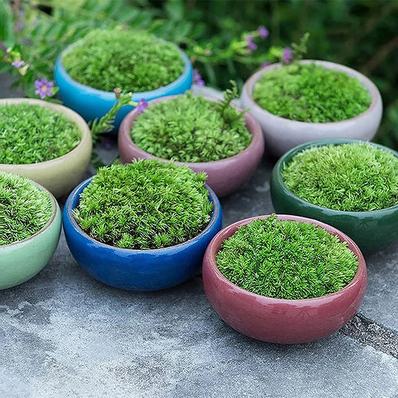 Cute Ice-Crack Glaze Flower Ceramics Succulent Planter Mini Plant Pot Garden Flowerpot For Home Office Decor Plant Pot