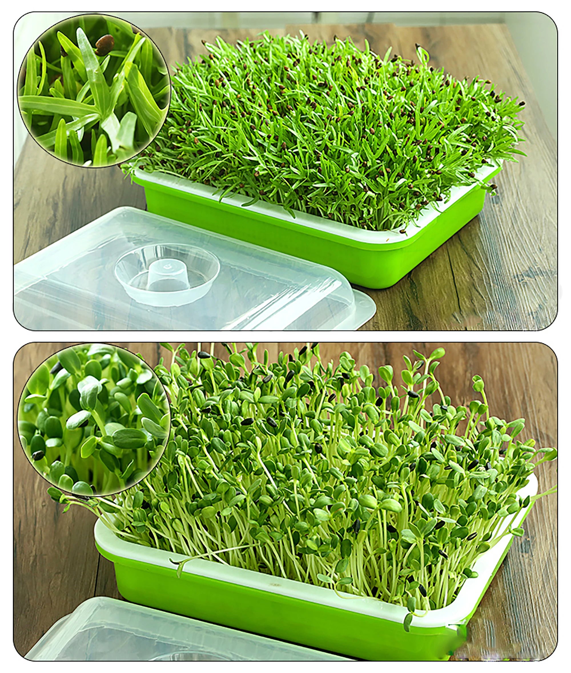 1 Set Sprout Dish Growing Pot Hydroponic Seedling Vegetable Beans Seeding Pot Household Plants Germination Tray Nursery With Lid