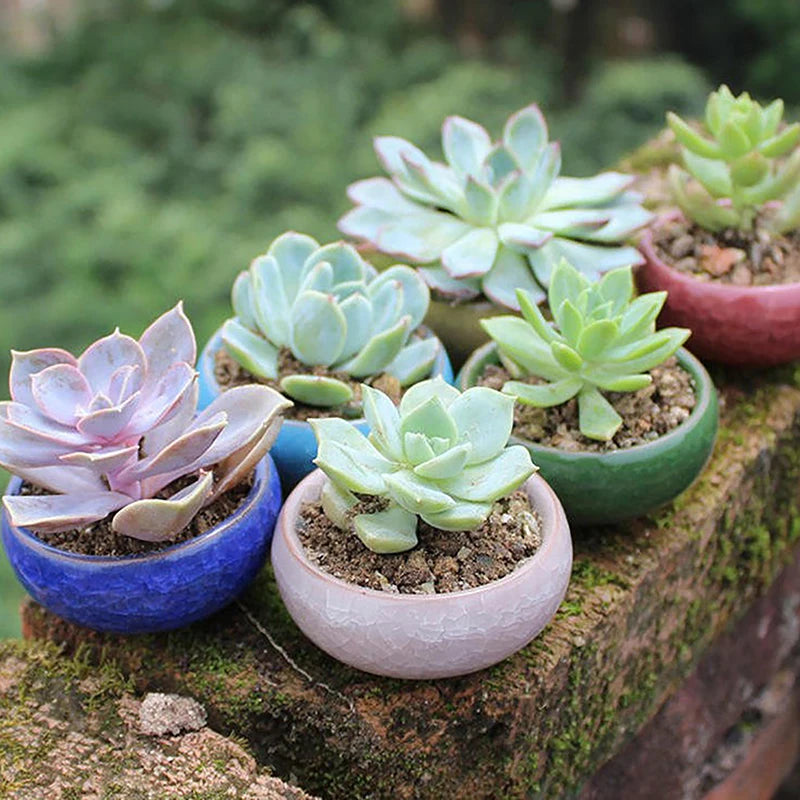 Cute Ice-Crack Glaze Flower Ceramics Succulent Planter Mini Plant Pot Garden Flowerpot For Home Office Decor Plant Pot