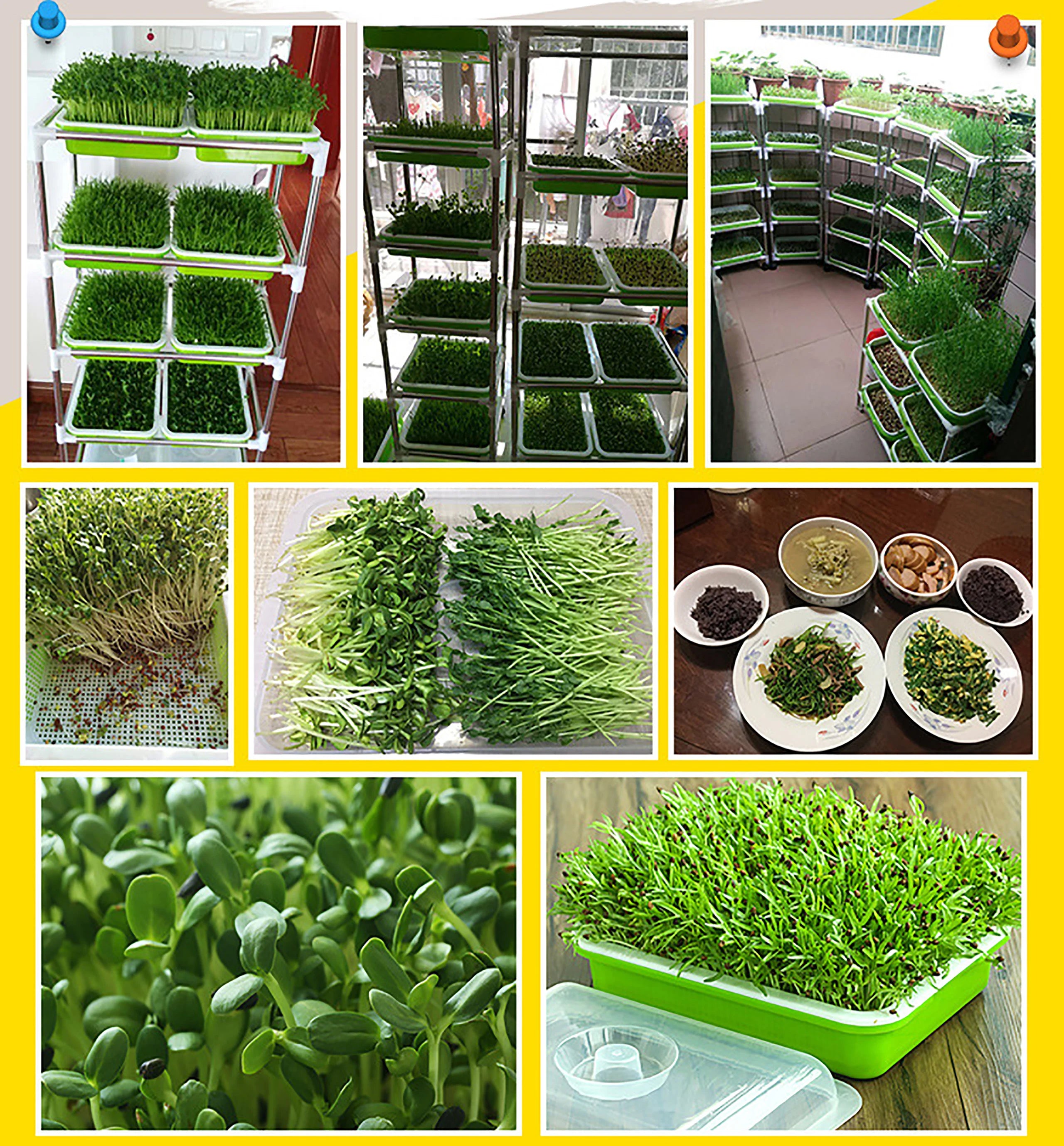 1 Set Sprout Dish Growing Pot Hydroponic Seedling Vegetable Beans Seeding Pot Household Plants Germination Tray Nursery With Lid