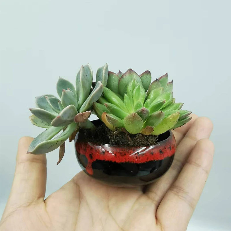 6pc Kiln-changed Flower Pot Bonsai Ceramic Pots For Plants Mini Succulent Plant Small Cactus Outdoor Container Modern Decorative