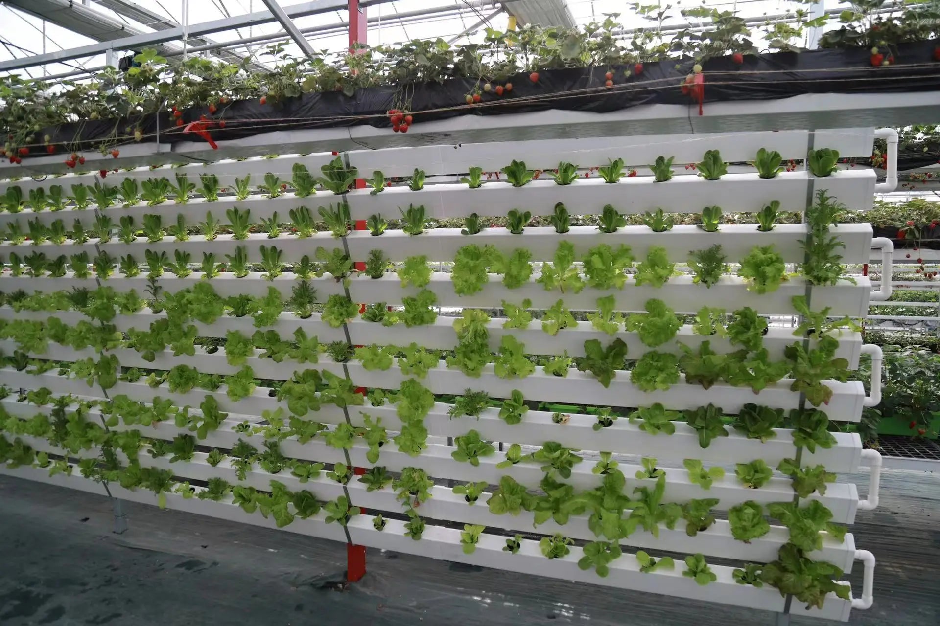 Custom Multi Tier Indoor Cultivation Plant Led Grow System Movable Rolling Hydroponic Vertical Farming Mobile Grow Rack