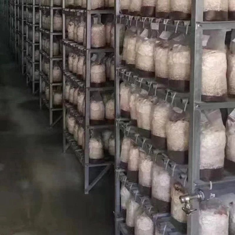 Cultivation Bags100Pcs Mushroom Growing Bag Spawn Bags Thick 6 Bags 5.9inchx13.8inch 0.2 Micrometre Filter