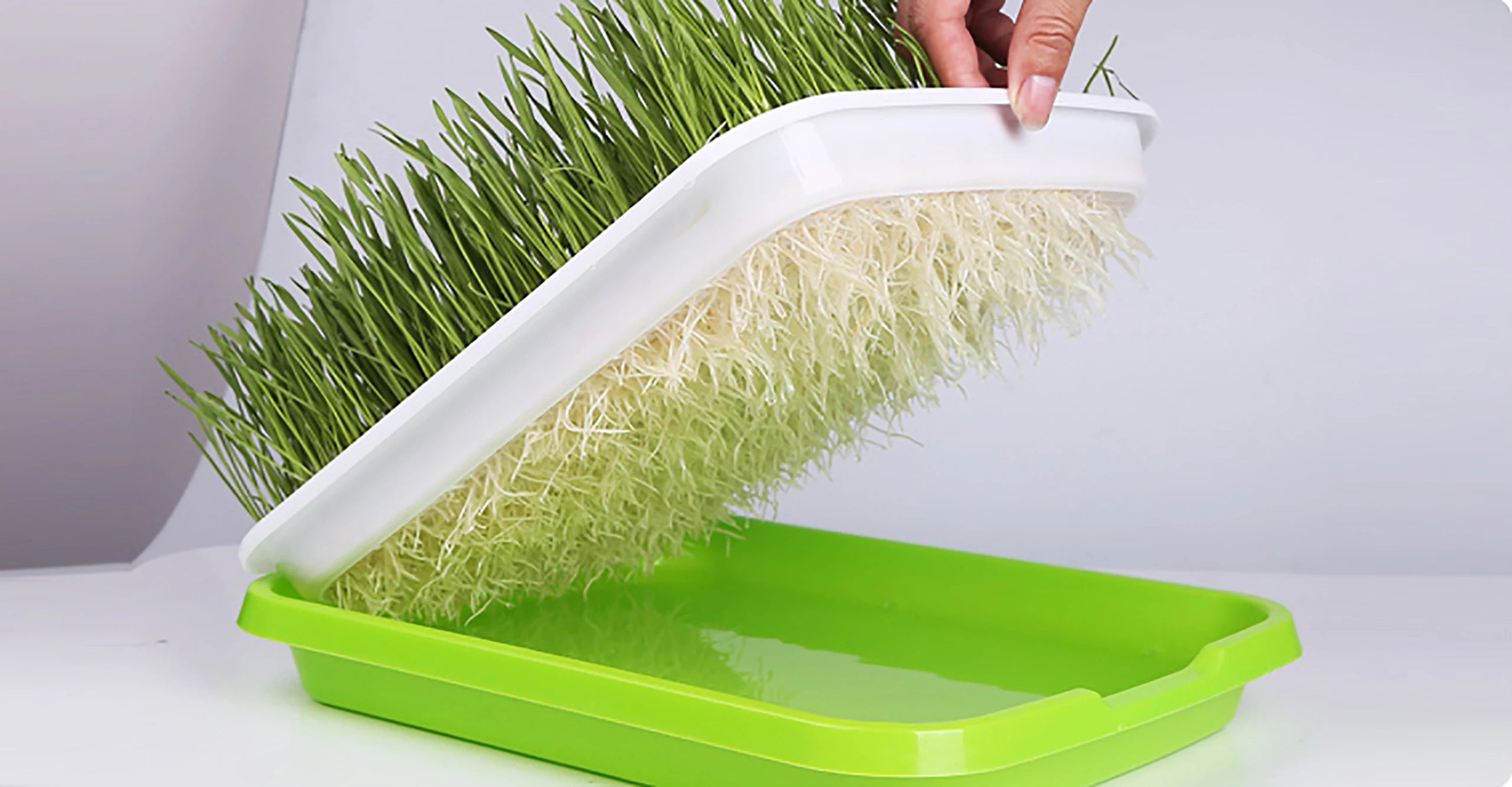 1 Set Sprout Dish Growing Pot Hydroponic Seedling Vegetable Beans Seeding Pot Household Plants Germination Tray Nursery With Lid