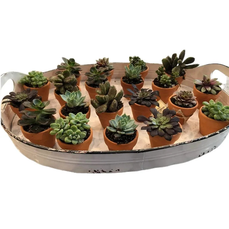 80pcs Small Mini 1.3" Terracotta Pot Clay Ceramic Pottery Planter, Cactus Flower Nursery Terra Cotta Pots, with Drainage Hole