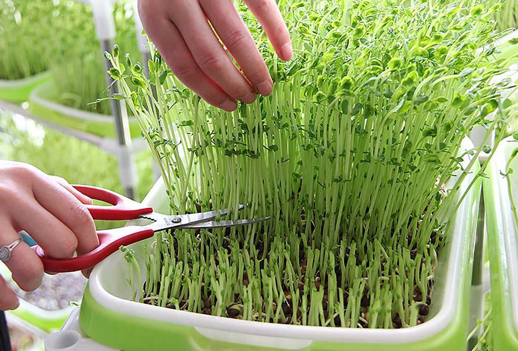 1 Set Sprout Dish Growing Pot Hydroponic Seedling Vegetable Beans Seeding Pot Household Plants Germination Tray Nursery With Lid