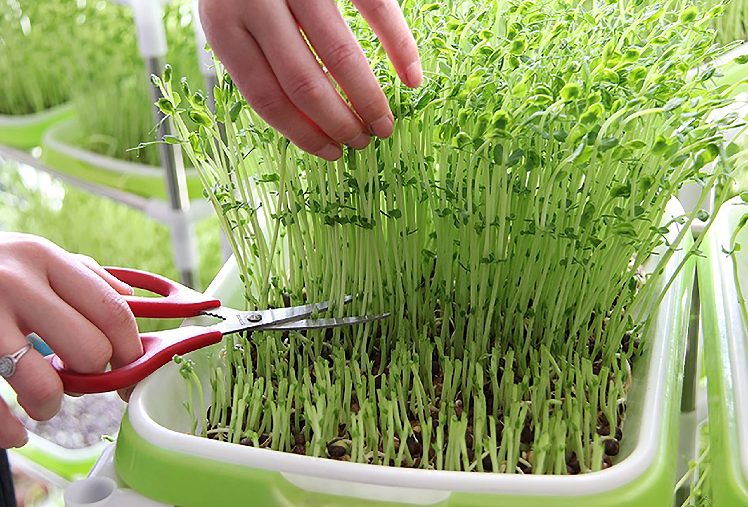 1 Set Sprout Dish Growing Pot Hydroponic Seedling Vegetable Beans Seeding Pot Household Plants Germination Tray Nursery With Lid